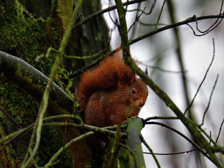 Eichhörnchen auf Ast sitzend